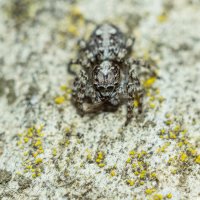 Jumping Spider | 8 :: Sergey Sonvar