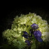 Под лунным светом... :: Freddy 97