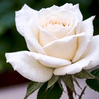 Белая роза :: Aleksey Afonin