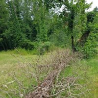 ПЛАСТУНКА-СОЧИ :: Tata Wolf