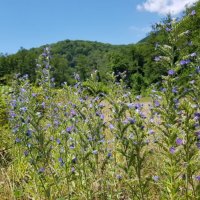 Синяк обыкновенный :: Tata Wolf