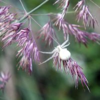 ** :: Зоя Мишина ** :: Зоя Мишина