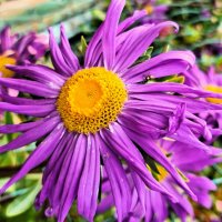 Астра :: Наталья 