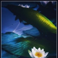 Кувшинка :: Максим Сорокин