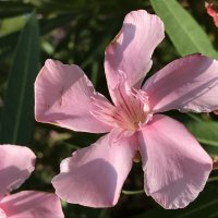 Олеандр :: Pippa Олеандр :: Pippa