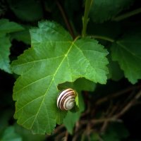 Август. Утро понедельника. :: Любимова Ольга 