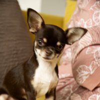 Братья меньшие :: Юрий Яньков