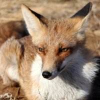 Дикий лисъ :: Олегъ Петрович