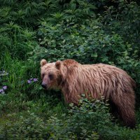 Камчатский мишка :: Sergey38 