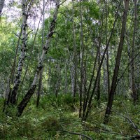 Березовая роща :: Светлана SvetNika17 Березовая роща :: Светлана SvetNika17