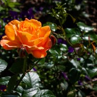 *** :: ирина )))