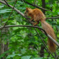 Встретилась рыжая красавица :: Татьяна Машошина