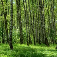 Берёзовый лес. :: Михаил Колосов Берёзовый лес. :: Михаил Колосов