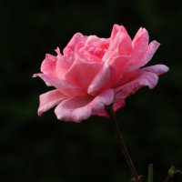 Без слов :: Юрий. Шмаков