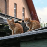 В фас :: Вадим 