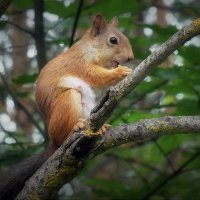Перекус... :: Владимир Шошин Перекус... :: Владимир Шошин
