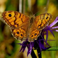 из снятого 1 августа 30 :: Александр Прокудин