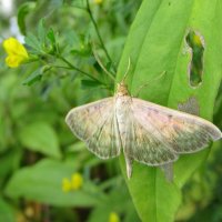 Огневка крапивная :: Александр Чеботарь Огневка крапивная :: Александр Чеботарь