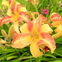 Лилейник :: Сапсан 