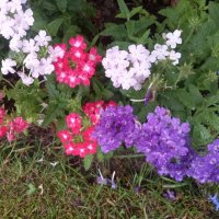 Вербена :: Сапсан 