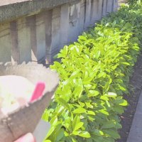 ЛЕ БО 5 (52) :: CLOSE WAYS ALL