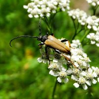 Жук усач. :: Милешкин Владимир Алексеевич Жук усач. :: Милешкин Владимир Алексеевич