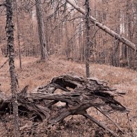 мертвый лес :: Артём мертвый лес :: Артём