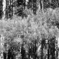 Назва. отсу. :: Денис Безногов