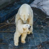 Белый :: SanSan 