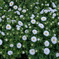 Цветы августа. :: сергей ермошкин