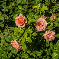 Розы :: Анатолий Чикчирный Розы :: Анатолий Чикчирный