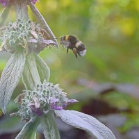 Полёт. :: Марина Леонидовна