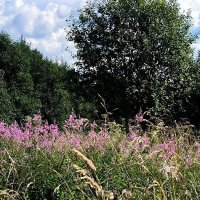 Лето движется к закату... :: Ольга 