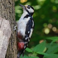 БПД :: Лина БПД :: Лина