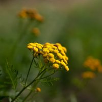 ... :: василий 