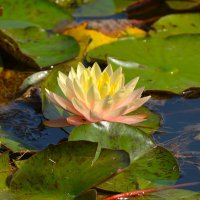 Нимфеи пруда "Бекет" :: Константин Анисимов Нимфеи пруда "Бекет" :: Константин Анисимов