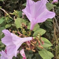 цветок :: Аркадий Басович цветок :: Аркадий Басович