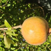 Гранат :: Аркадий Басович Гранат :: Аркадий Басович