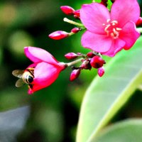 Пчела и цветок :: Аркадий Басович