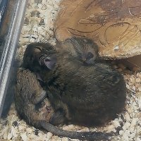 Идиллия за стеклом :: Ольга Довженко