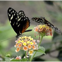 *** :: Aleksandr Gal