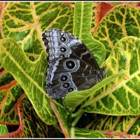 *** :: Aleksandr Gal