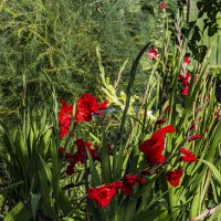 Август, время цветения гладиолусов. :: Петр Беляков Август, время цветения гладиолусов. :: Петр Беляков