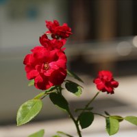 Роза :: Татьяна Тюменка