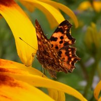 Среди цветов :: Александр Ковальчук Среди цветов :: Александр Ковальчук