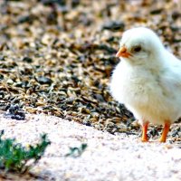 Про маленького цыплёнка... :: Николай Саржанов
