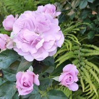 ,,, :: Сергей Тимоновский ,,, :: Сергей Тимоновский