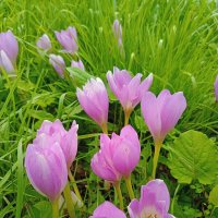 Протягивая руки к звездам, люди часто забывают о цветах под ногами. :: Vladimir Semenchukov