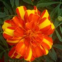 Летний :: Елена Семигина