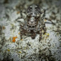 Jumping Spider | 15 :: Sergey Sonvar